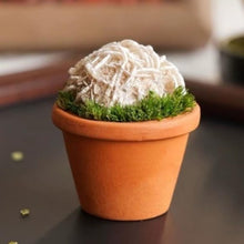 Load image into Gallery viewer, Gemstone Plant
