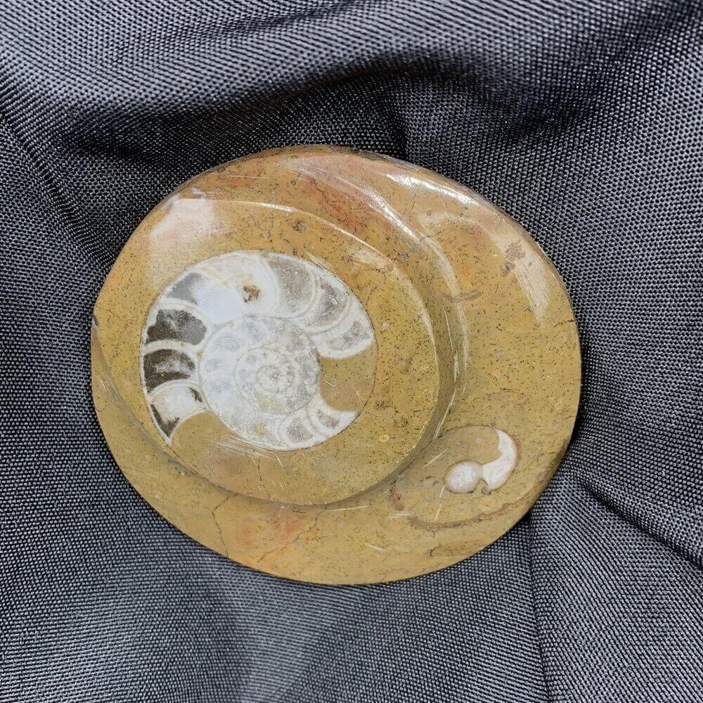 Ammonite 3-D