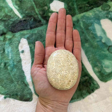 Load image into Gallery viewer, Fossilized Coral Palm Stone
