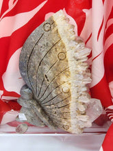 Load image into Gallery viewer, Natural Quartz Butterfly Fairy XL
